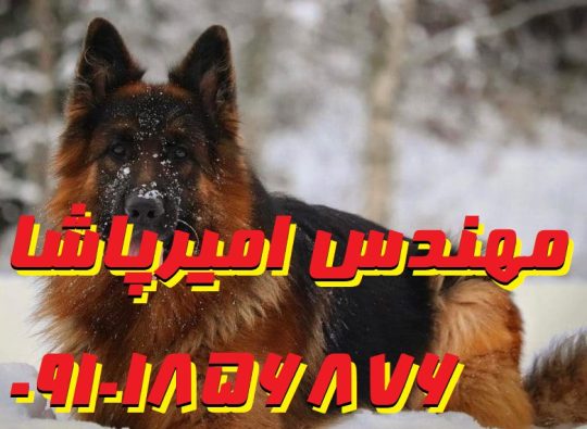 تنها مرکز پرورش و فروش سگ جرمن یا ژرمن